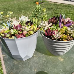Succulent arrangement