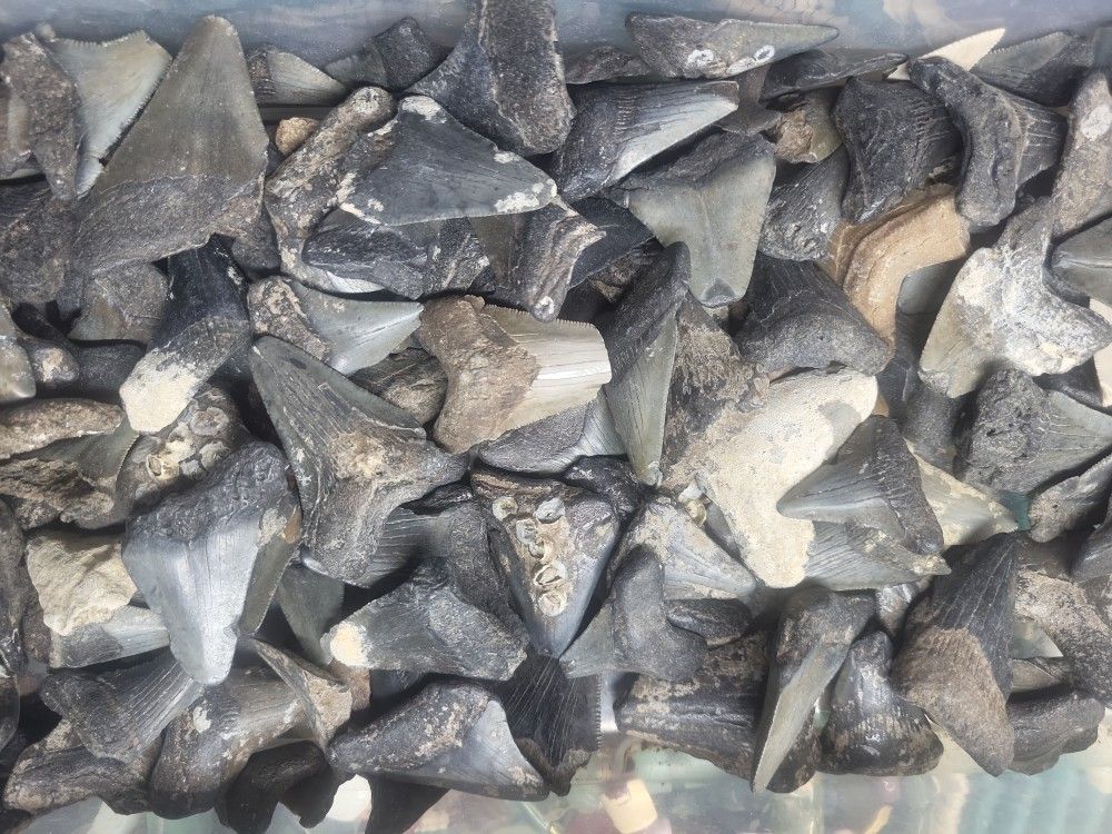 Fossil Megalodon Tooth Small Size Jewelry Making