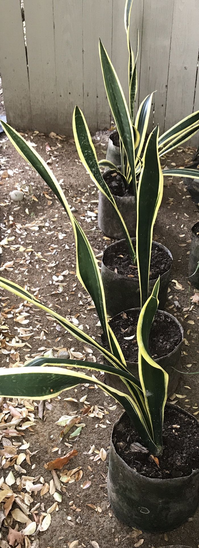 Sansevieria trifasciata 'Black Gold' Snake Plant