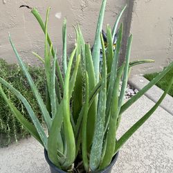 Aloe Vera Plant 