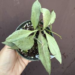 hoya new guinea ghost