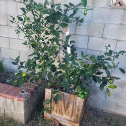 Limon Injertado Los Da Muy Grandes Tiene Grandes Chicos Y Flor. 