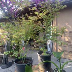 Japanese Maples 4 Feet Tall 5 Gallons