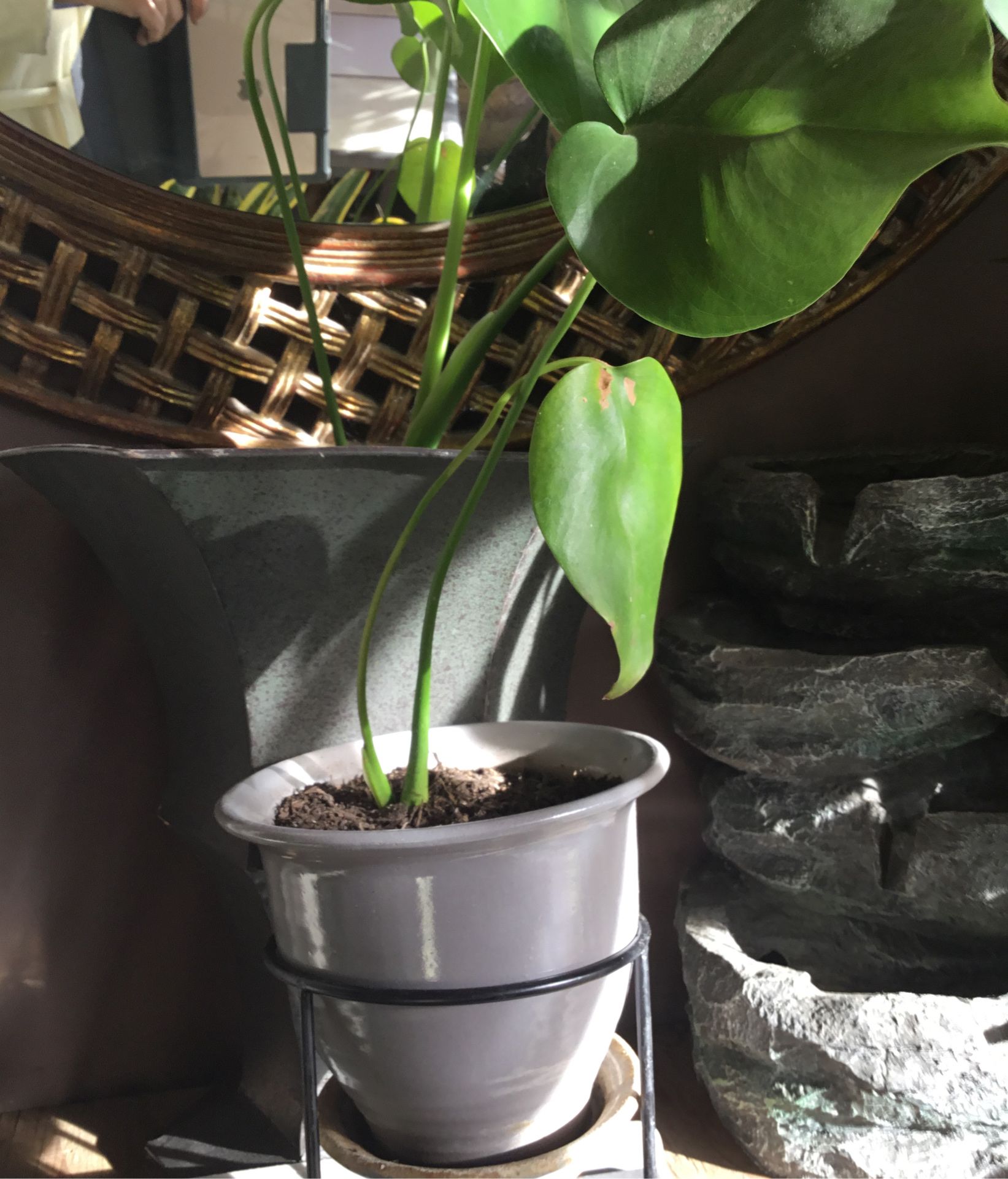 Monstera deliciosa, en maceta de cerámica y plant stand
