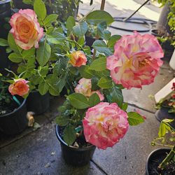 ROSE POTS