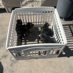 Dog Cage For Sale
