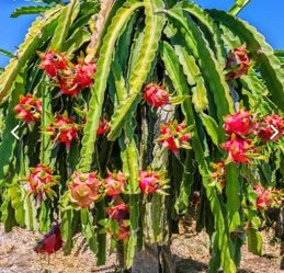Dragon fruit cactus