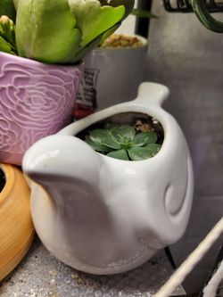 Rosette Succulent In White Ceramic Dove Shaped Planter With Drainage Hole