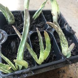 Medicinal Aloe Starts  (Organic) 