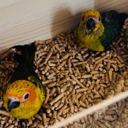 Brooder 