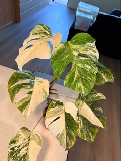 Monstera Albo