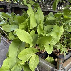 Bohemian Horseradish plant - $5