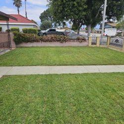 Grass