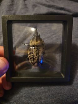 Male eastern hercules beetle framed specimen