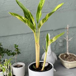 Beautiful Heliconia „Sunrise”