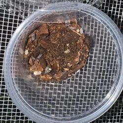Isopods For Enclosure 