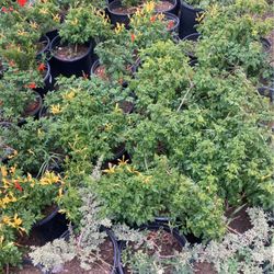 Honey Suckle Plants