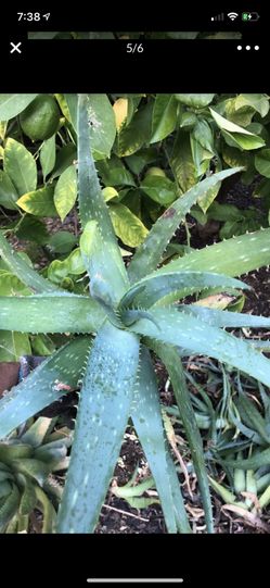 Aloe plants