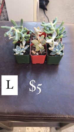 Succulent bundles #L