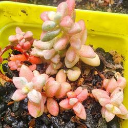 Succulents Plants Rare Imported Variegated  Pick Up In Upland 