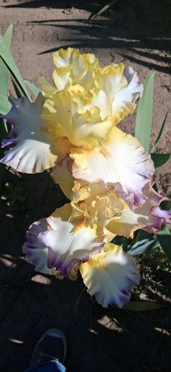 Iris