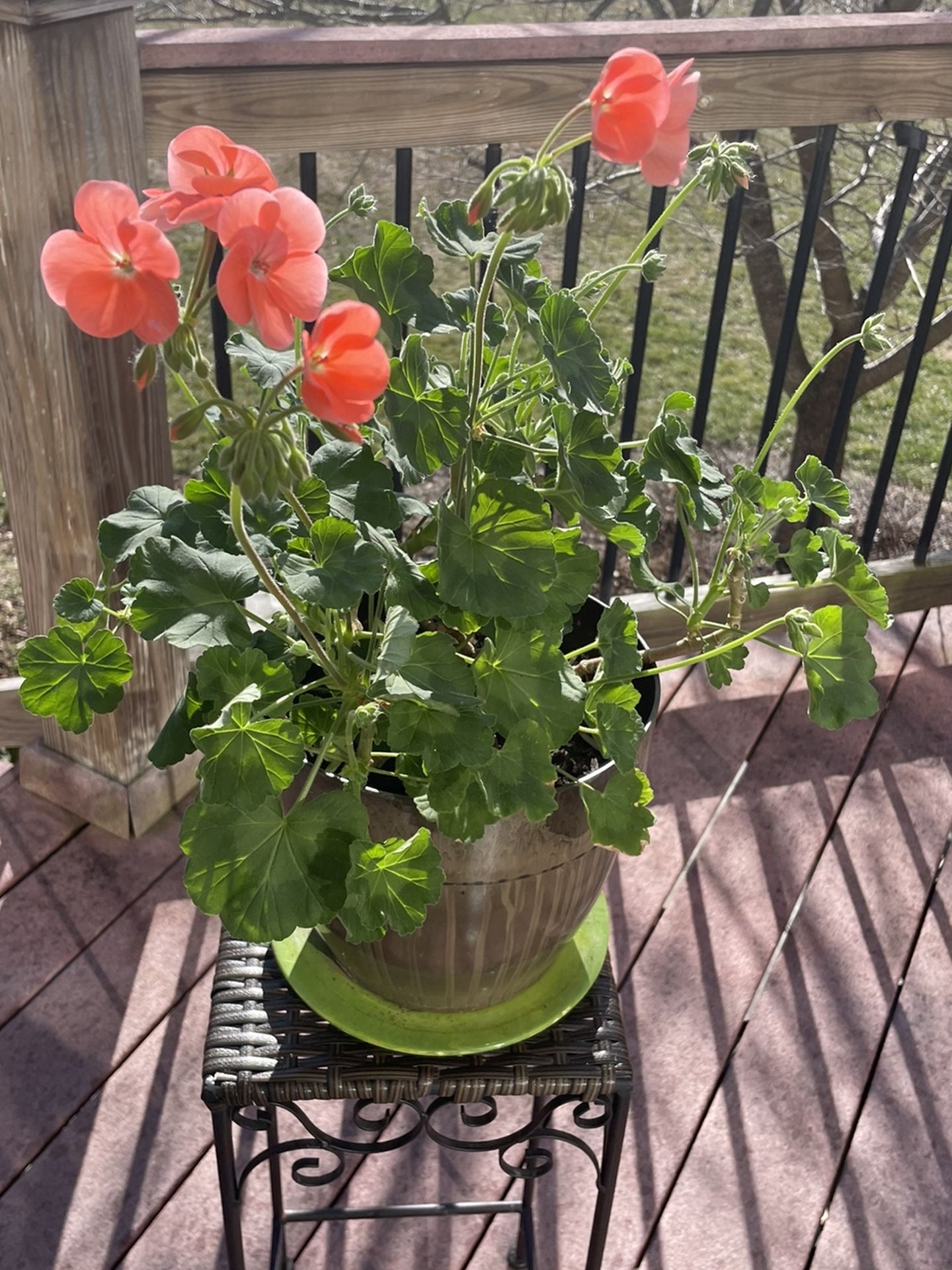 Flowering Geranium With Pot Plate and Plant Stand