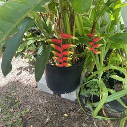 Lobster claw plants a.k.a. heliconia Only A Few Left