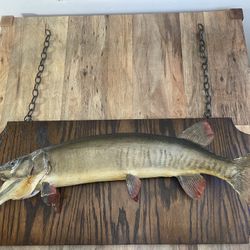  Vintage Muskellunge Muskie Musky Fish Taxidermy Mounted on a  Wooden Plaque