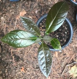 This new Avocado Tree is very Tall for its age! $5.