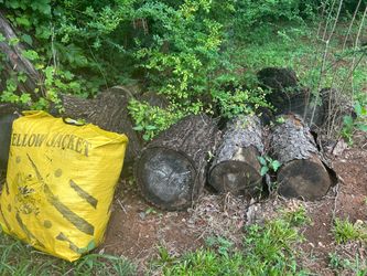 Short black walnut logs