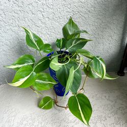 Philodendron Silver  Strip  Plant 