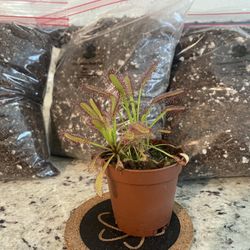 Carnivorous Plant Soil