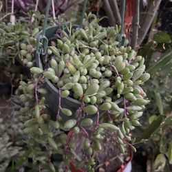 Planta Colgante