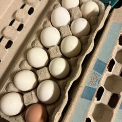 Fresh Farm Eggs