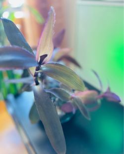 Purple Heart Plant in Glass Vase. Help to deliver