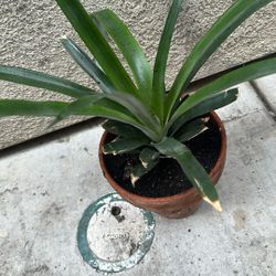 Pine Apple  plant