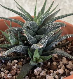 Zebra Haworthia