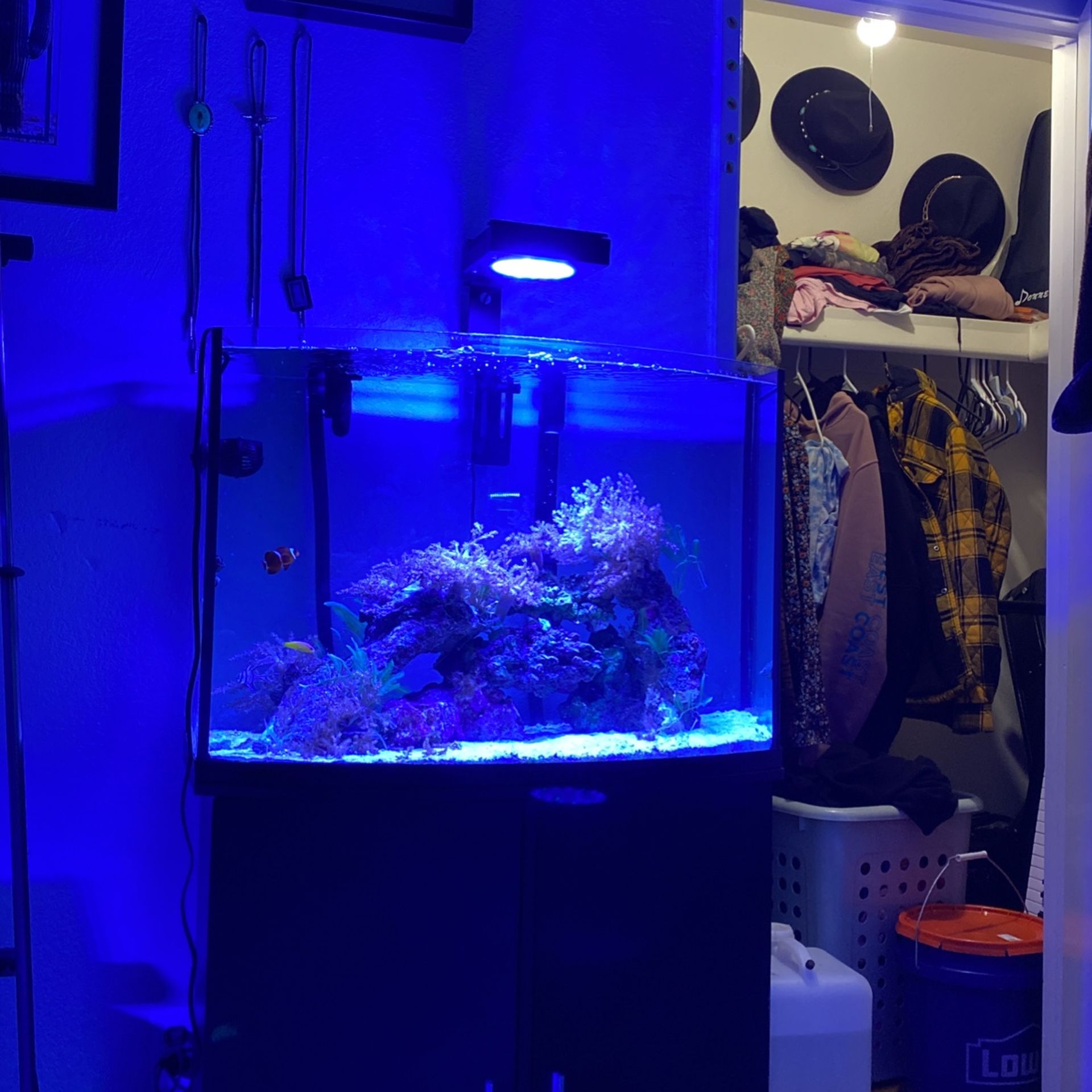 Saltwater Reef Tank