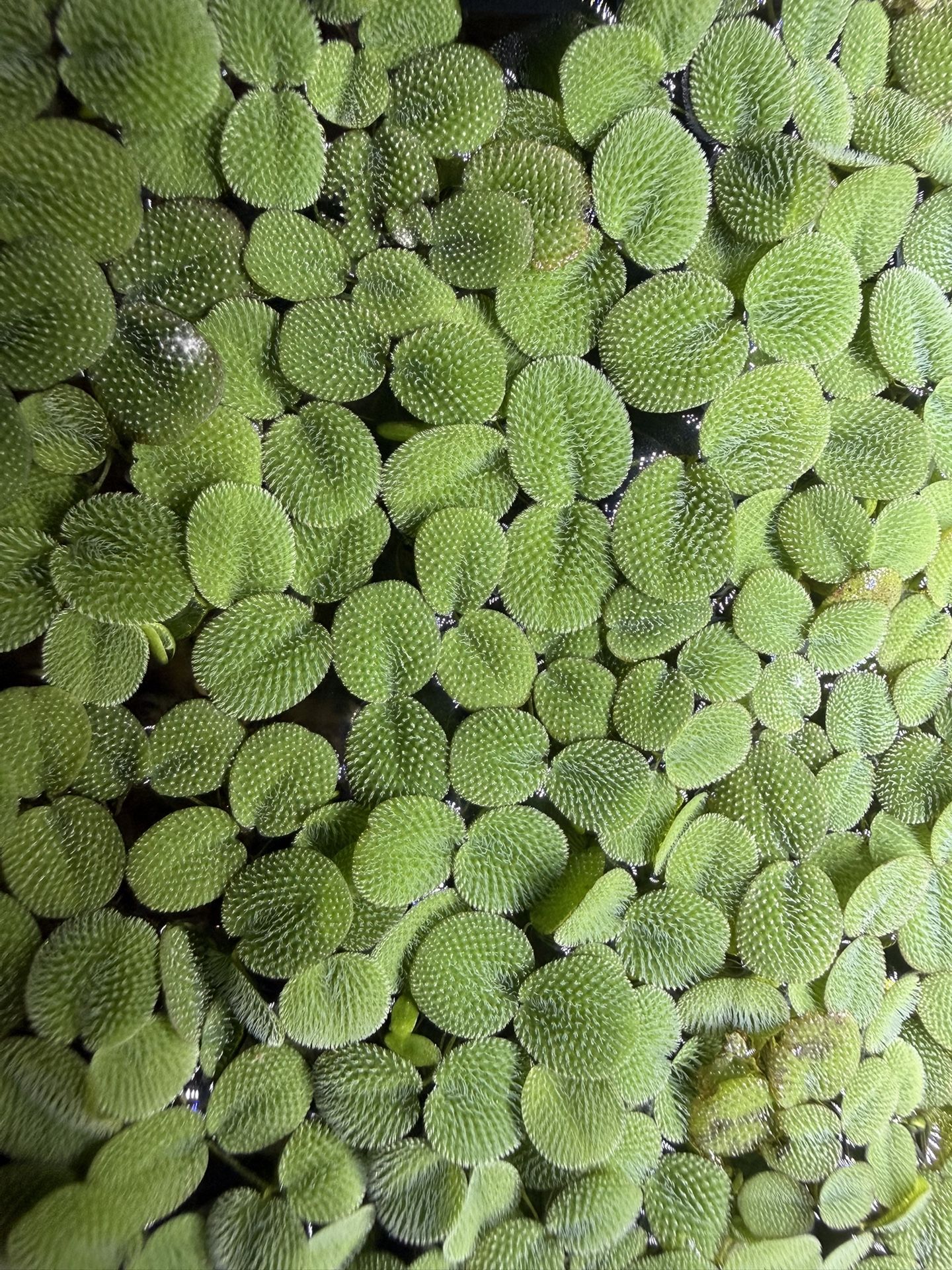 Salvinia Minima, Floating Plant for Aquarium