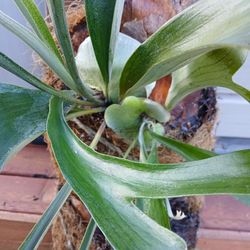 STAGHORN FERN PLANT