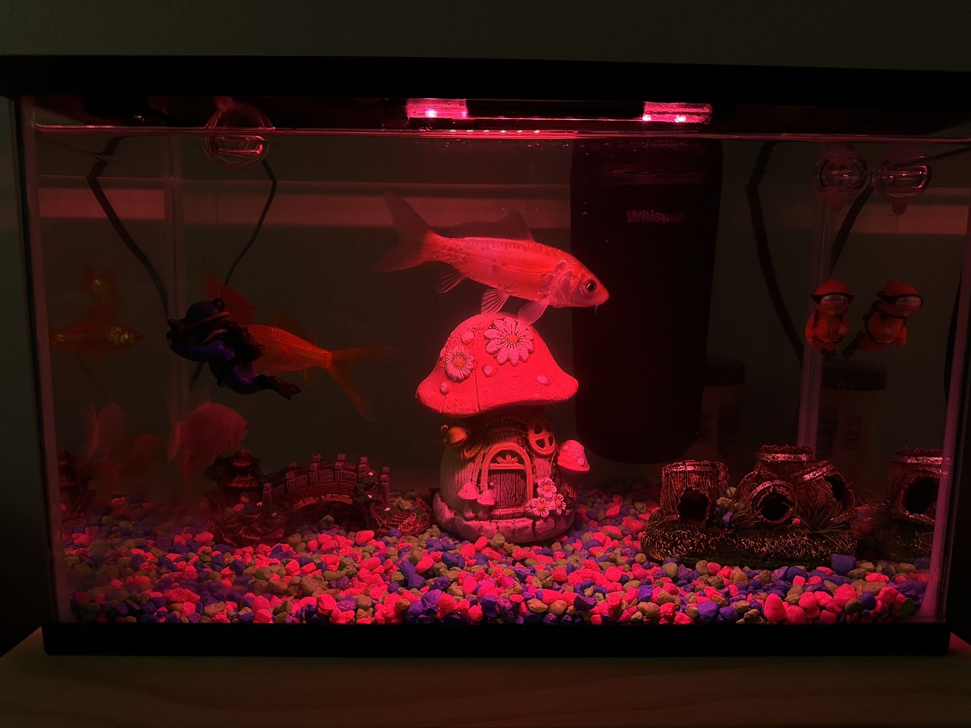 🫧 5-Gallon Aquarium with Fish & Accessories – Everything Included! 🐠