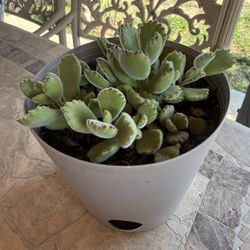 Succulent Bear Paws 