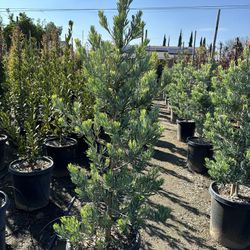 Podocarpus Icee Blue