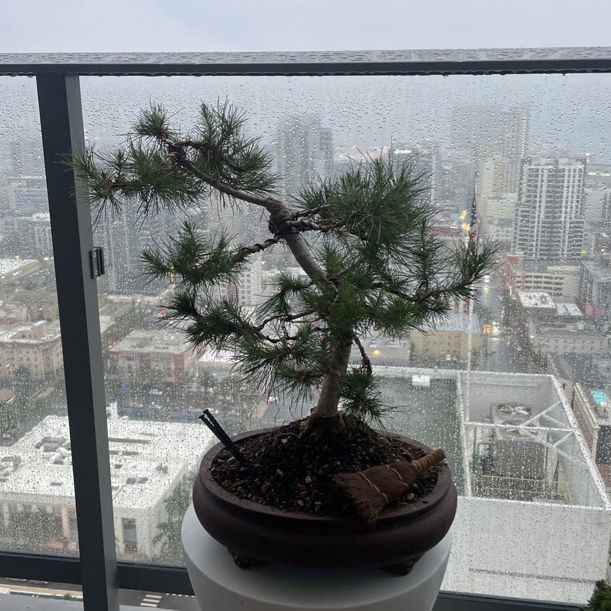 Aleppo Pine Yamadori Bonsai