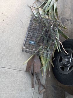 Free metal free Cactus free aloe vera
