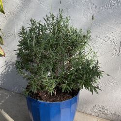 Lavender plant  