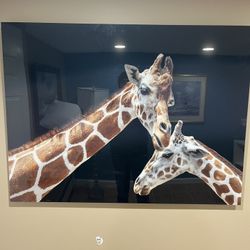 Giraffe Picture