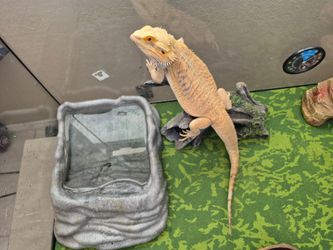 Bearded dragon habitat and all of the accessories, plus another habitat free