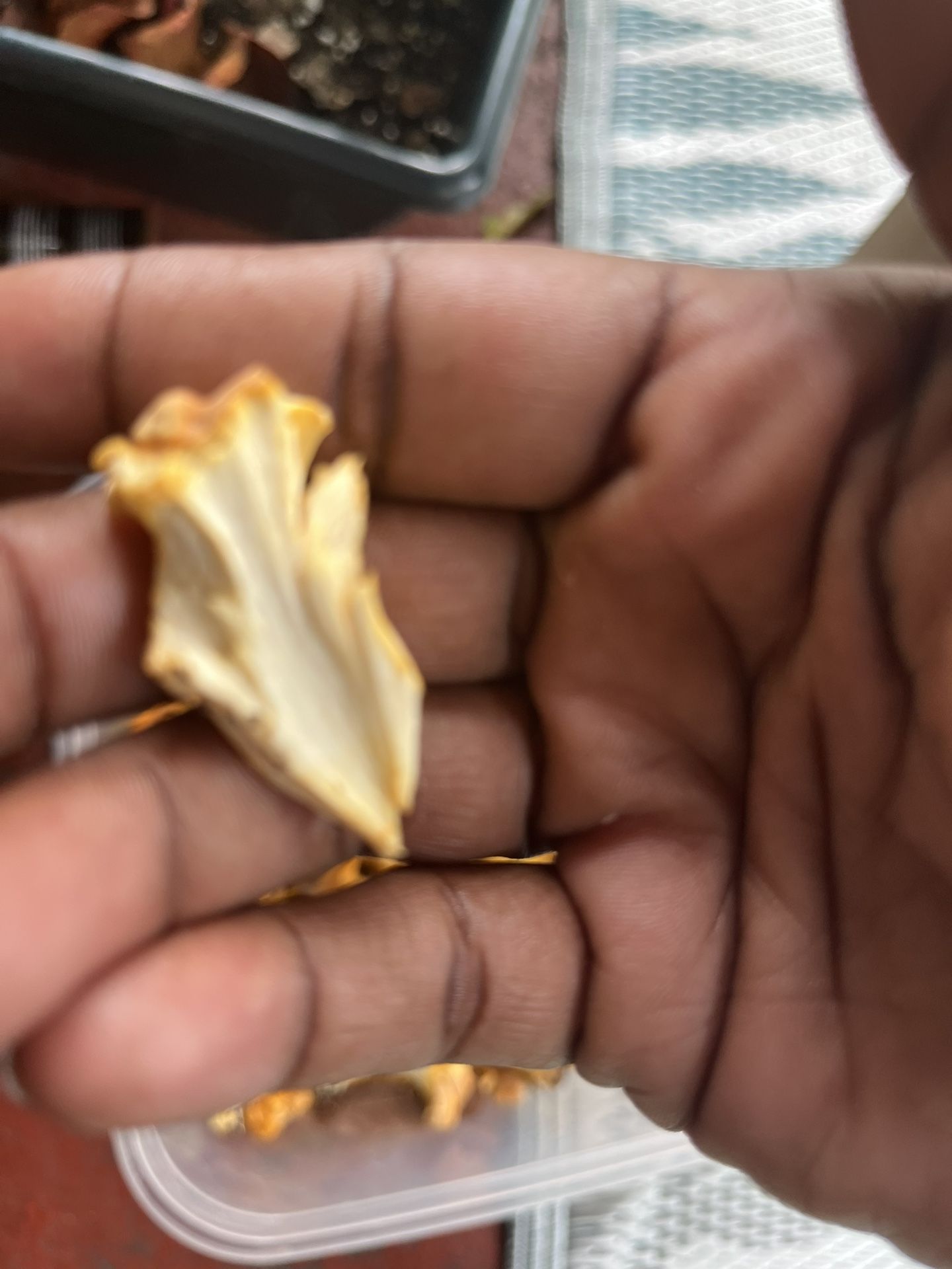 Chanterelle Edible Mushroom
