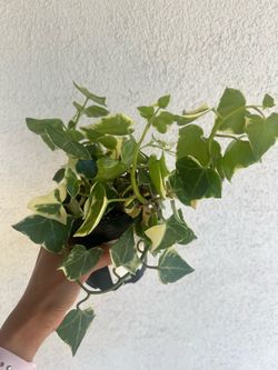 Wax ivy succulent plant